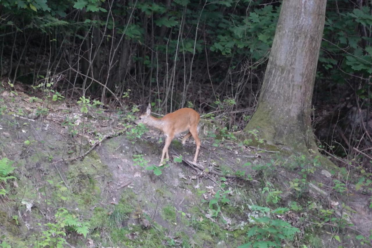 Ferienwohnung Am Wald Bad Herrenalb Zewnętrze zdjęcie